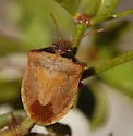 Creosote Stink Bug