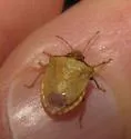 Creosote Stink Bug - photo 2
