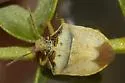 Creosote Stink Bug - photo 3