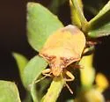 Creosote Stink Bug - photo 4