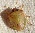 Creosote Stink Bug - photo 5