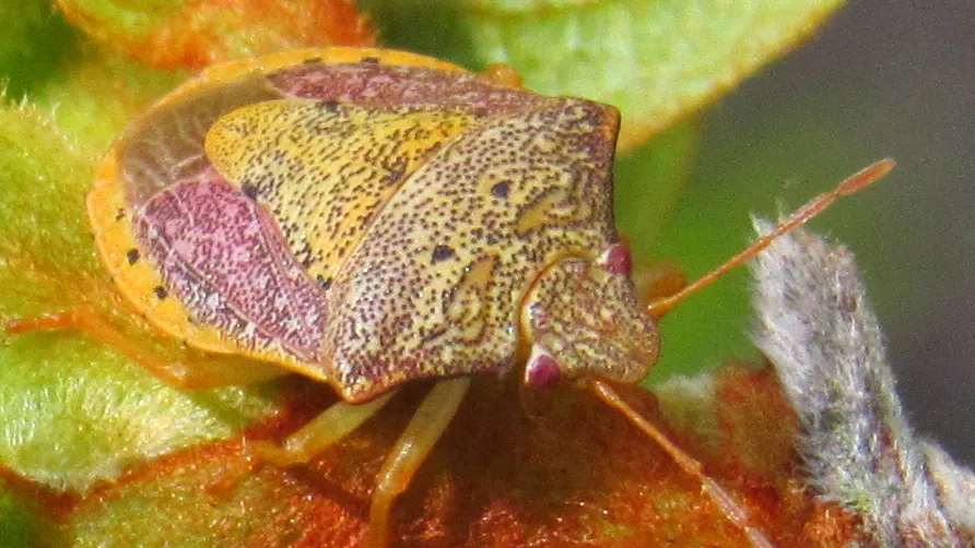 Dendrocoris fruticicola - photo 2