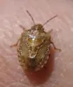 Dendrocoris nelsoni - Dendrocoris nelsoni