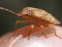 Dendrocoris nelsoni - photo 2