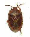Dendrocoris nelsoni - photo 3