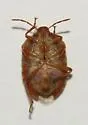 Dendrocoris nelsoni - photo 4