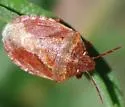 Dendrocoris nelsoni - photo 5