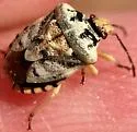 Dendrocoris neomexicanus