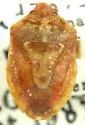 Dendrocoris parapini
