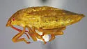Dendrocoris parapini - photo 2