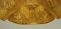 Dendrocoris parapini - photo 3