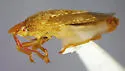 Dendrocoris parapini - photo 4