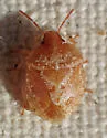 Dendrocoris pini