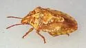 Dendrocoris pini - photo 3