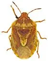Dendrocoris pini - photo 4