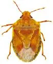 Dendrocoris pini - photo 5
