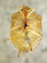 Dendrocoris reticulatus