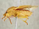 Dendrocoris reticulatus - photo 3