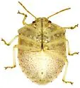Dendrocoris reticulatus - photo 4