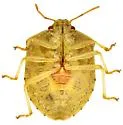Dendrocoris reticulatus - photo 5