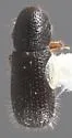 Dendrocranulus cucurbitae - photo 2
