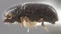 Dendrocranulus cucurbitae - photo 3