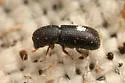 Dendrocranulus cucurbitae - photo 4
