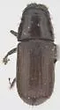 Round-headed Pine Beetle
