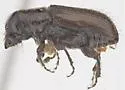 Round-headed Pine Beetle - photo 2