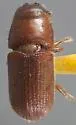 Dendroctonus brevicomis