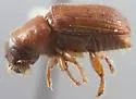 Dendroctonus brevicomis - photo 2