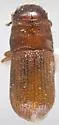 Southern Pine Beetle