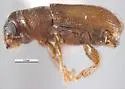 Southern Pine Beetle - photo 2