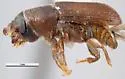 Southern Pine Beetle - photo 3