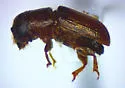 Southern Pine Beetle - photo 4