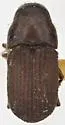 Jeffrey Pine Beetle