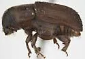 Jeffrey Pine Beetle - photo 2