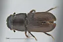 Dendroctonus mexicanus