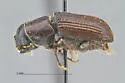 Dendroctonus mexicanus - photo 2