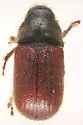 Lodgepole Pine Beetle