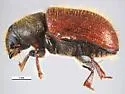 Lodgepole Pine Beetle - photo 2