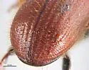 Lodgepole Pine Beetle - photo 3