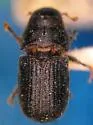 Mountain Pine Beetle