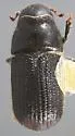 Mountain Pine Beetle - photo 2