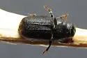 Mountain Pine Beetle - photo 3
