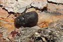 Mountain Pine Beetle - photo 4