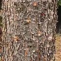 Mountain Pine Beetle - photo 5