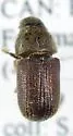 Douglas-fir Beetle - photo 2