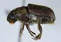 Douglas-fir Beetle - photo 3