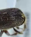Douglas-fir Beetle - photo 4